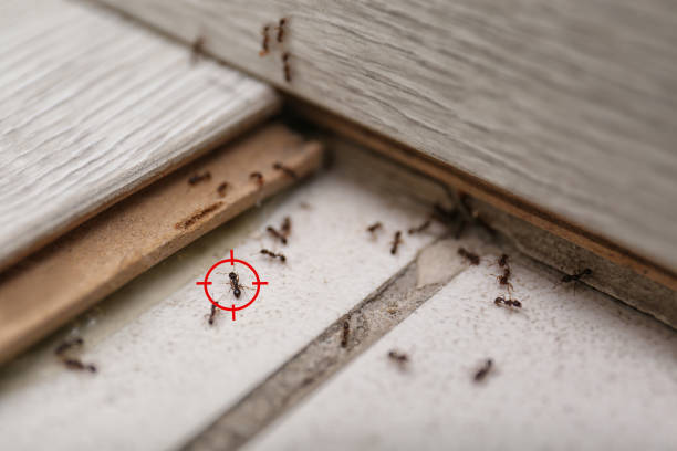 Best Pest Control for Homes  in West Elmira, NY