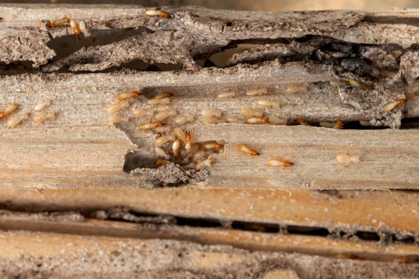 Wasp Removal Services in West Elmira, NY