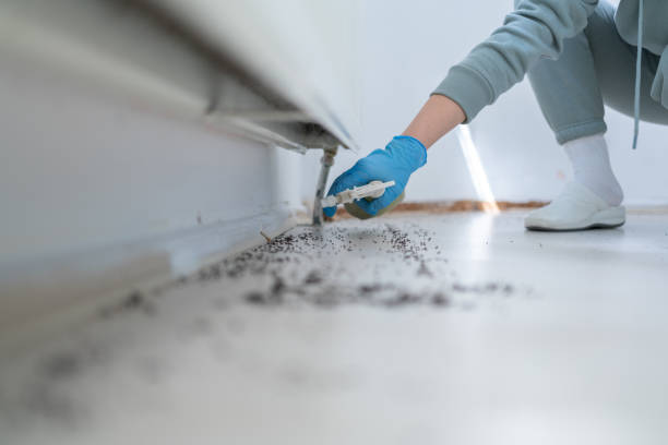 Best Rat Extermination Near Me  in West Elmira, NY